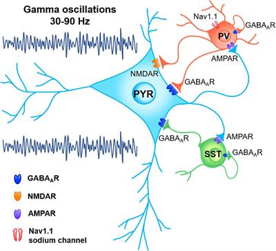 The role of gamma oscillations in central nervous system diseases: Mechanism and treatment